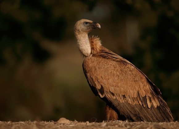 Buitre Leonado posado